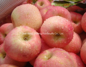 New Crop Fresh Chinese Red Apple