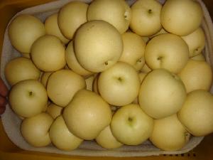 Fresh Golden Pear/Sweet Yellow Pear