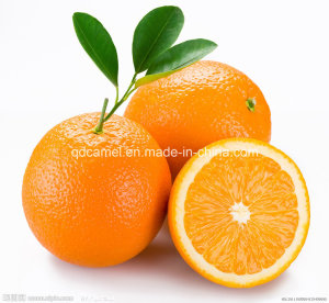 High Quality Delicious Navel Orange